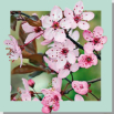 6 / CHERRY PLUM (Prunus)