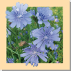 8 / CHICORY (Chicorée)