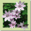 9 / CLEMATIS (Clématite)