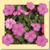 18 / IMPATIENS (Impatience)