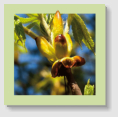 7 / CHESTNUT BUD (Bourgeon de marronnier)