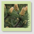 24 / PINE (Pin Sylvestre)