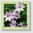 9 / CLEMATIS (Clématite)