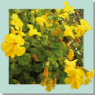 20 / MIMULUS (Mimule)