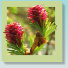 19 / LARCH (Mélèze)